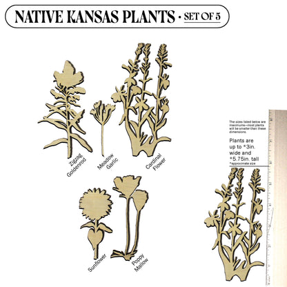 Laser Cut Wooden Kansas Native Plants